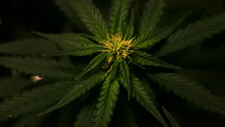 DEA Cannabis Quotas Hinder Medical Research Progress