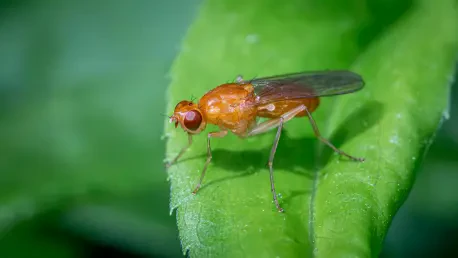 Fruit Fly Study Reveals Neural Circuits for Odor Perception